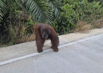 Orang Utan Dewasa Muncul di Jalan Sangatta–Rantau Pulung, FKDM Desak Evakuasi Segera